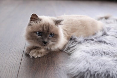 Beautiful fluffy cat lying on warm floor in room. Heating system