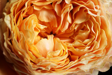 Photo of Beautiful fresh rose as background, closeup. Floral decor