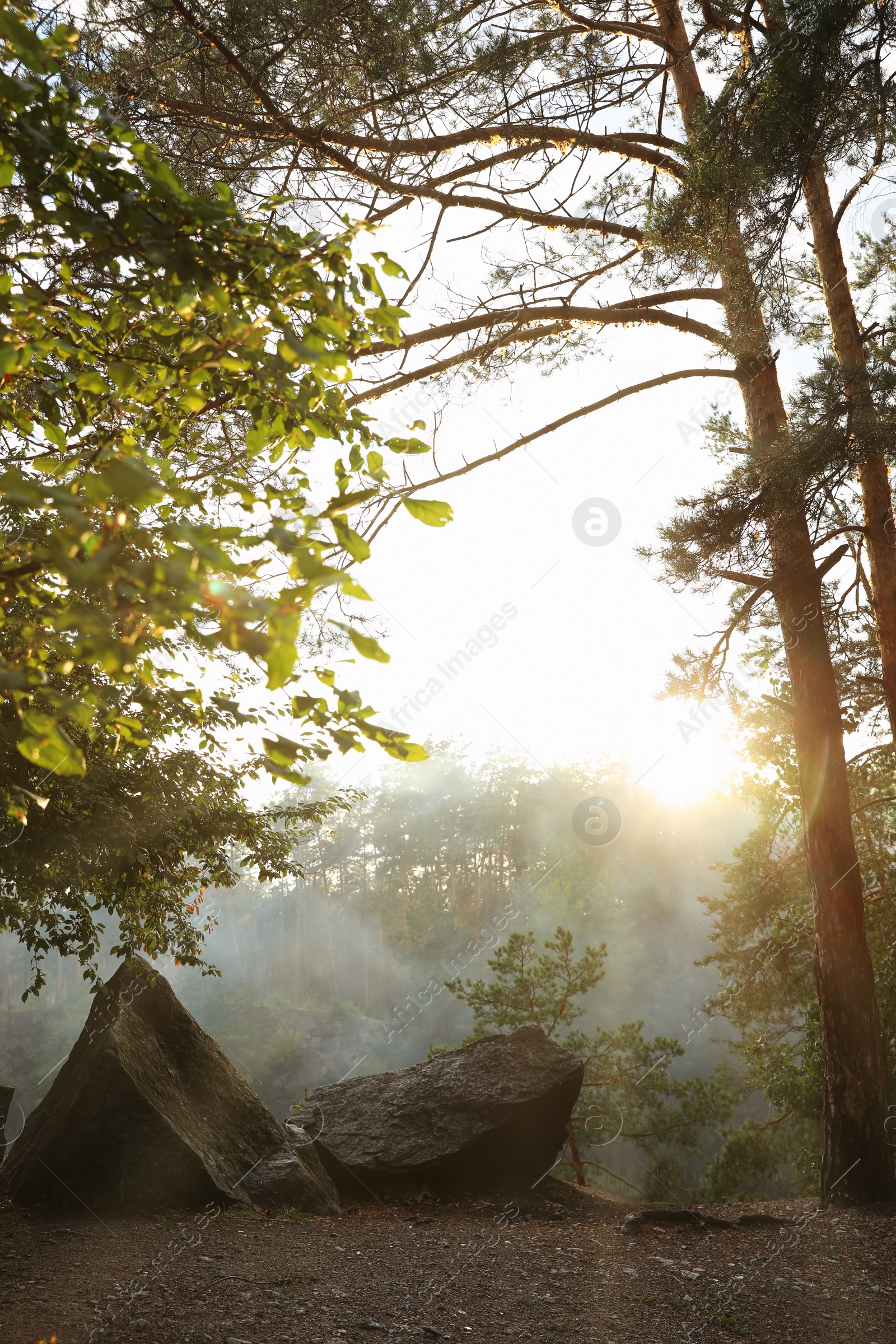 Photo of Picturesque view of sunny forest. Camping season