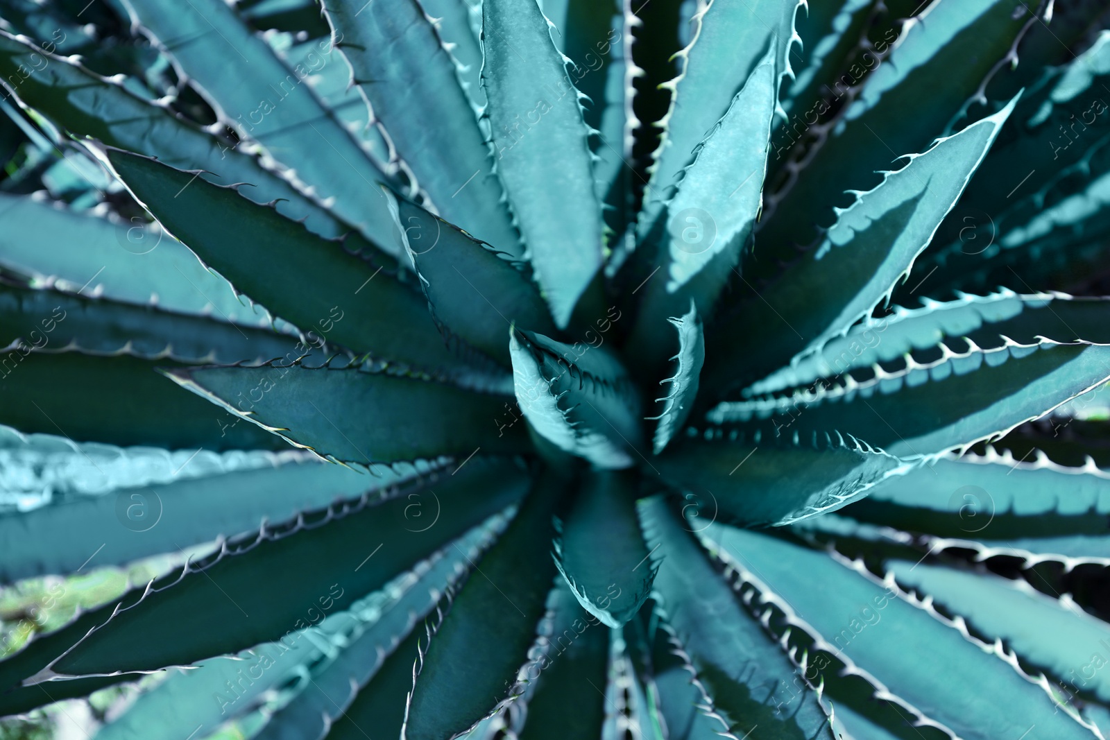 Photo of Closeup view of beautiful Agave leaves. Exotic plant