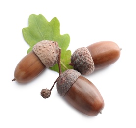 Photo of Acorns and oak leaf on white background, top view