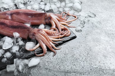 Fresh raw squids with ice on grey table. Space for text