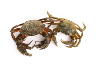 Photo of Two fresh raw crabs isolated on white, top view