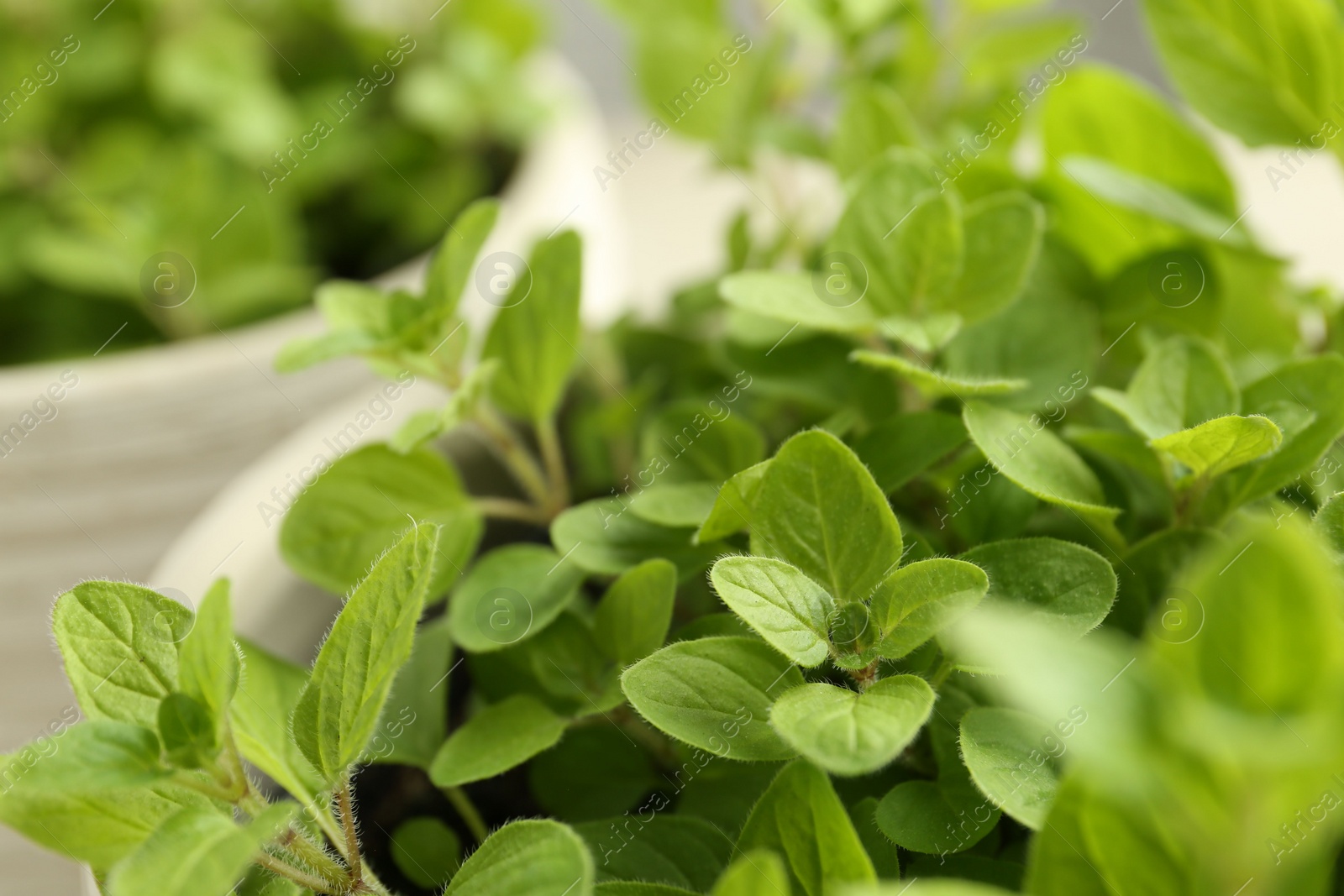 Photo of Aromatic green oregano growing in pots, closeup