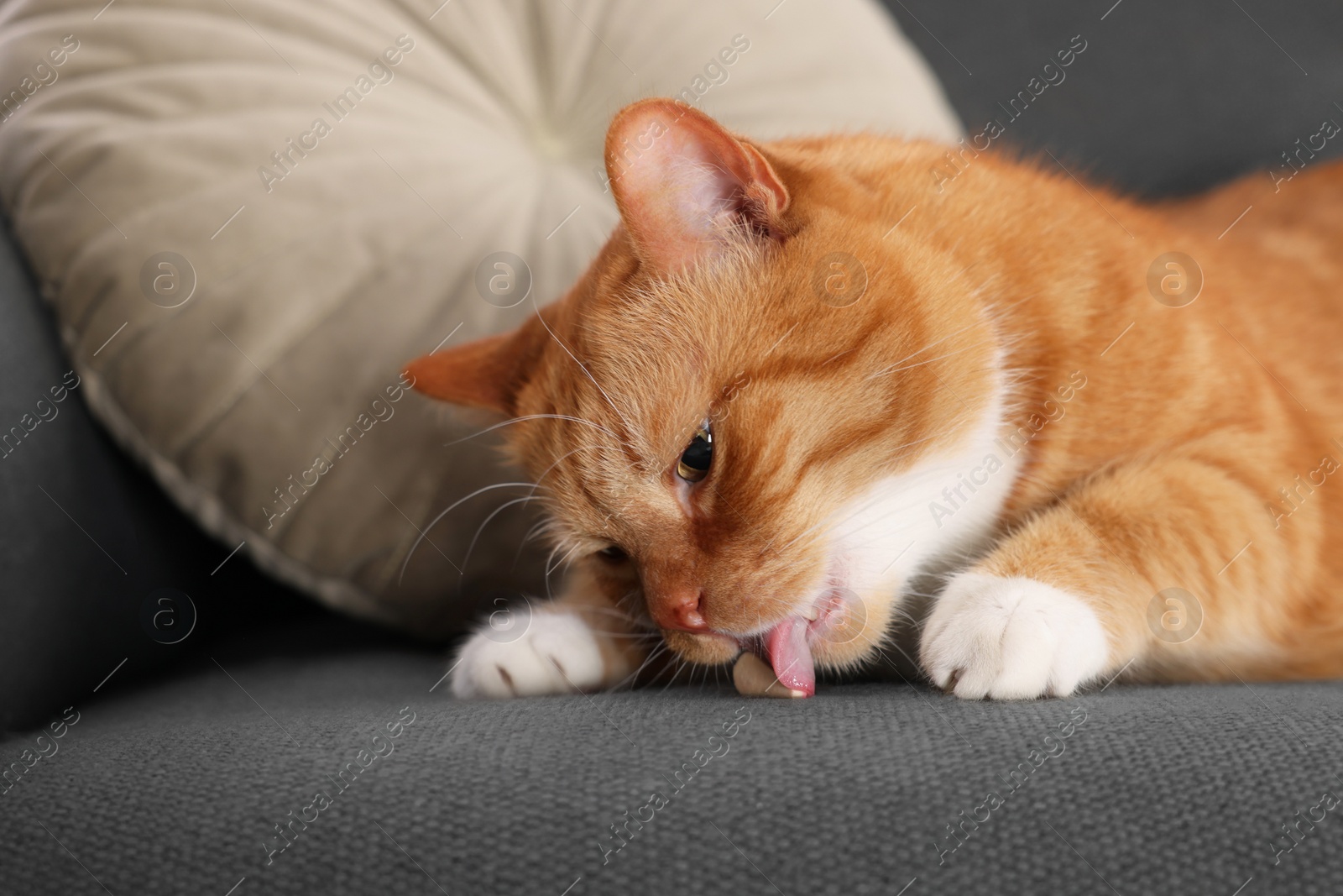 Photo of Cute ginger cat eating vitamin pill on couch indoors