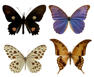 Image of Set with beautiful exotic butterflies on white background