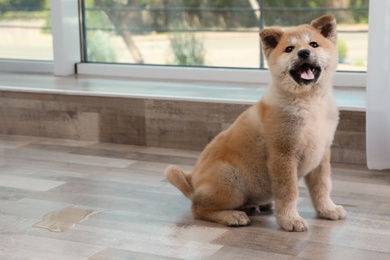 Photo of Adorable Akita Inu puppy looking into camera near wet spot on floor at home