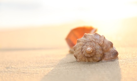 Sandy beach with beautiful seashell on sunny day, closeup. Space for text