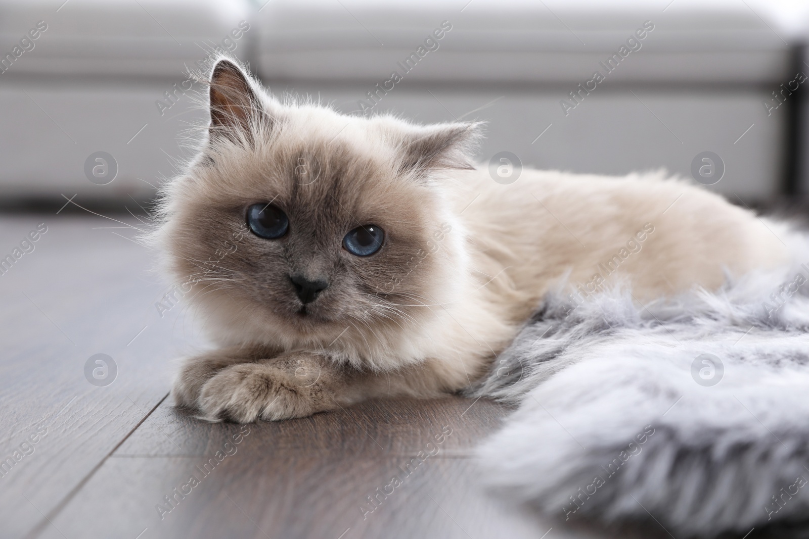 Photo of Beautiful fluffy cat lying on warm floor in room. Heating system