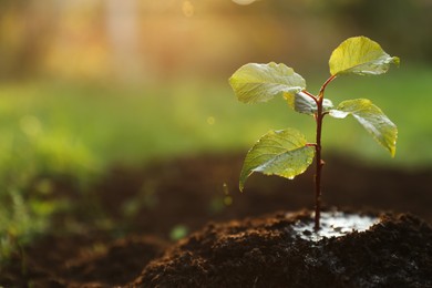 Photo of Seedling growing in wet soil outdoors, closeup. Planting tree. Space for text