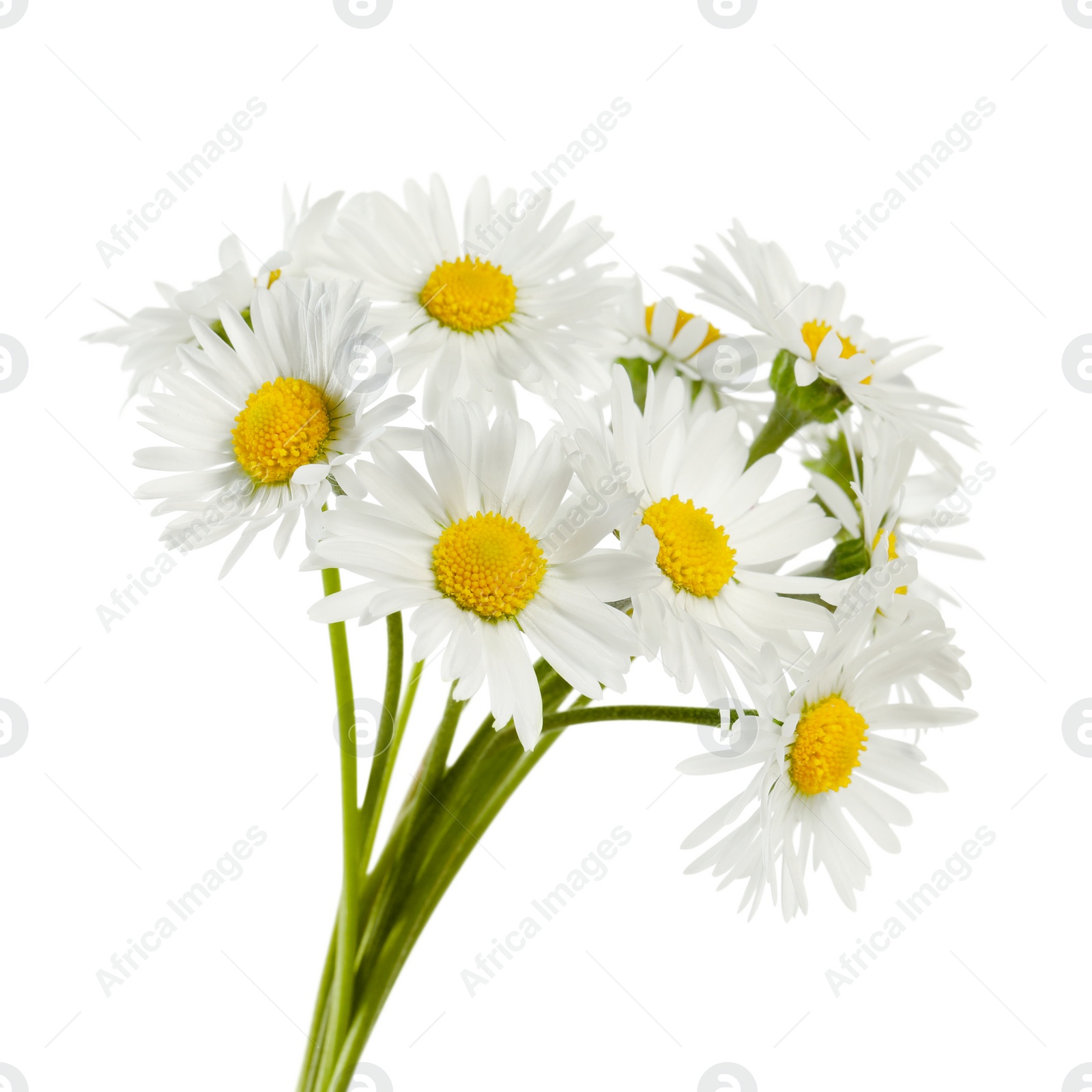 Photo of Bunch of beautiful daisy flowers on white background