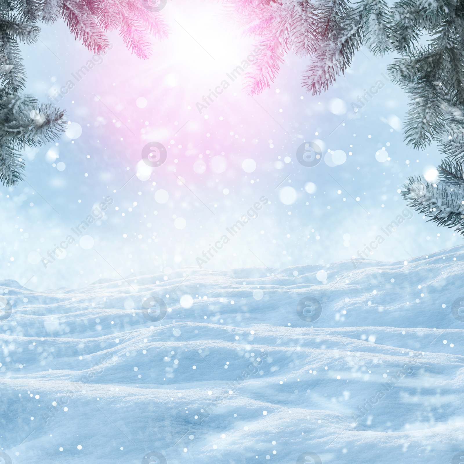 Image of Winter card design. Beautiful fluffy snow and fir tree outdoors