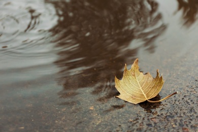 Autumn leaf in puddle on rainy day