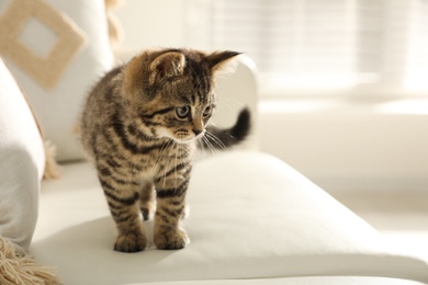 Photo of Cute tabby kitten on sofa indoors, space for text. Baby animal