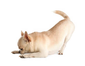 Photo of Adorable Toy Terrier on white background. Domestic dog