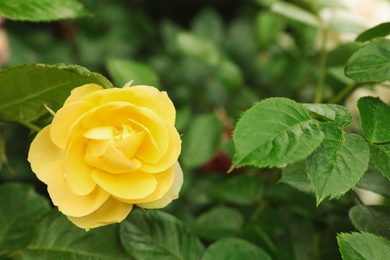 Photo of Beautiful blooming yellow rose on summer garden