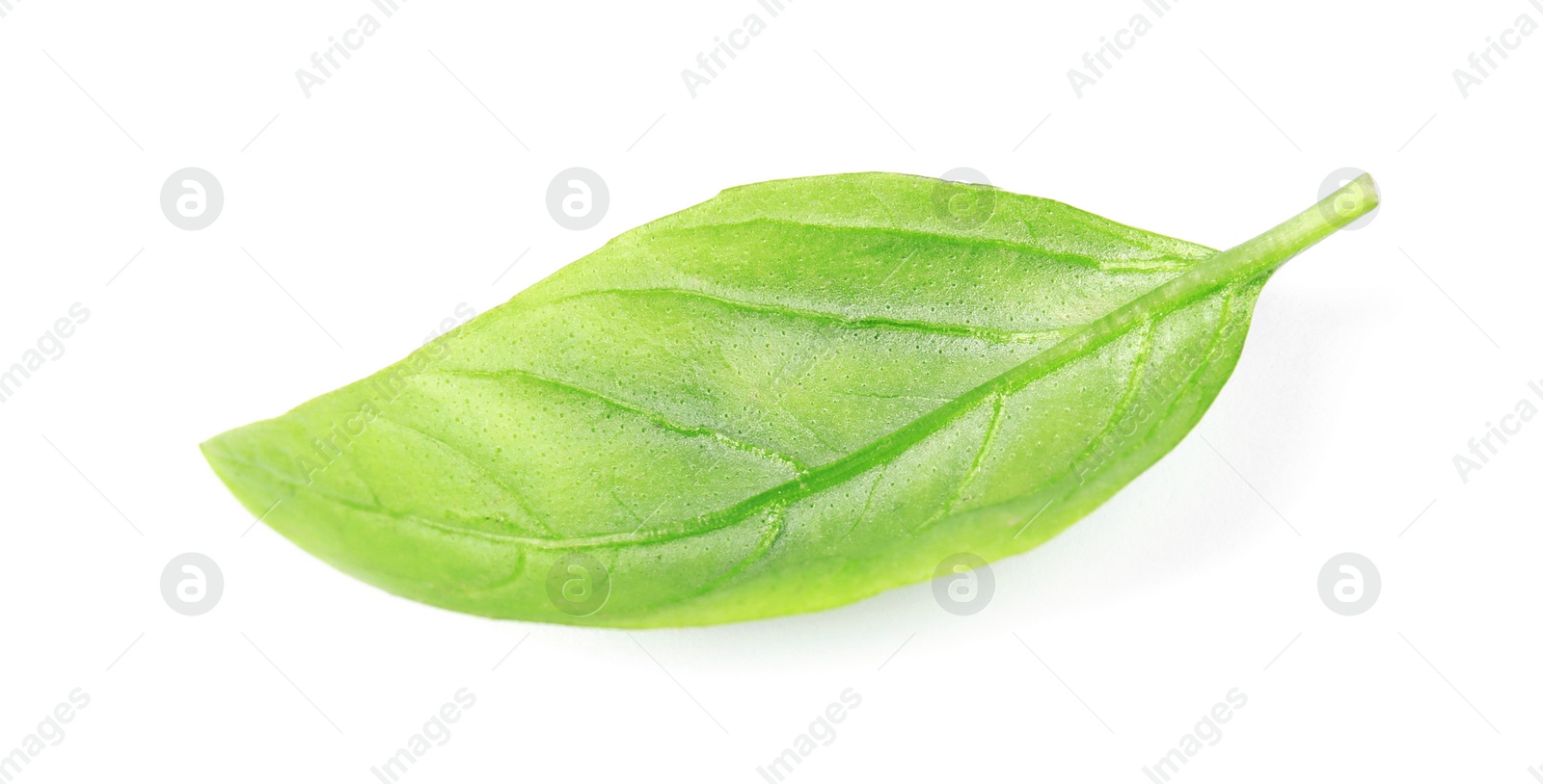 Photo of Fresh green basil leaf on white background