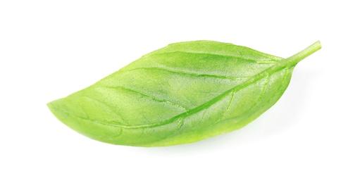 Photo of Fresh green basil leaf on white background