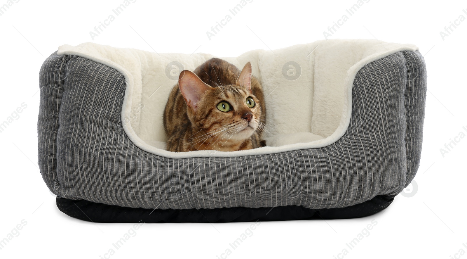 Photo of Cute Bengal cat lying on pet bed against white background