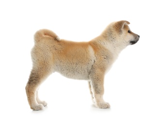 Photo of Adorable Akita Inu puppy on white background