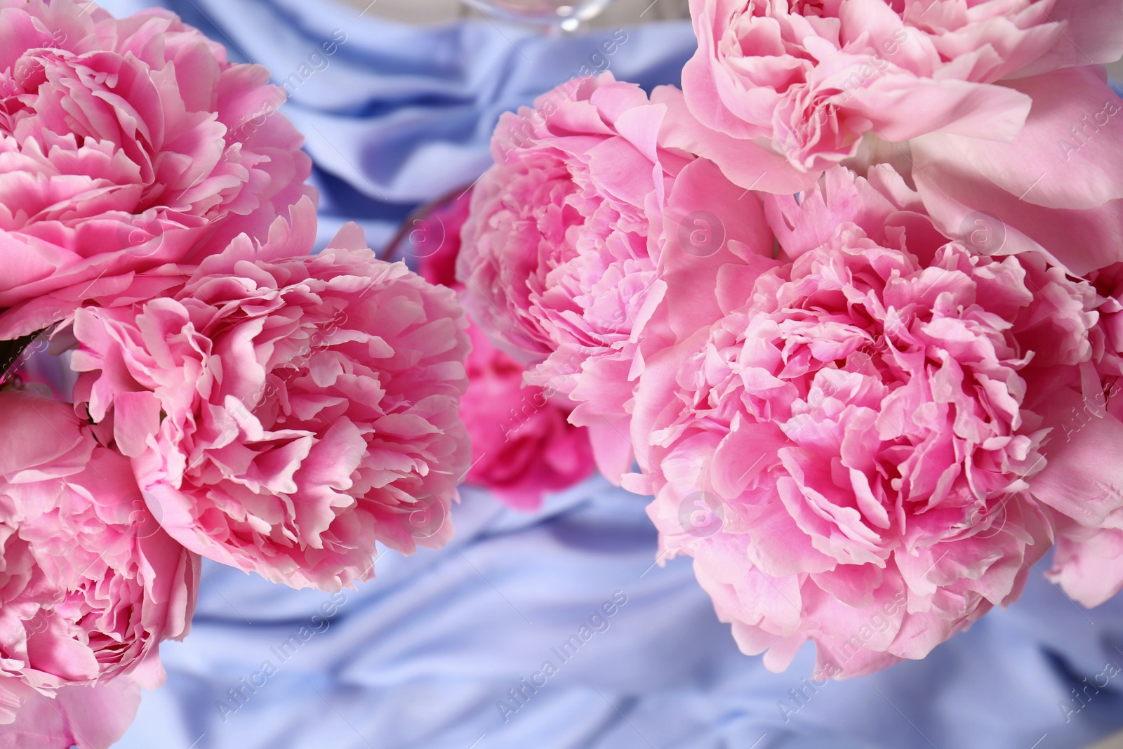 Photo of Beautiful aromatic peonies on light blue fabric, flat lay