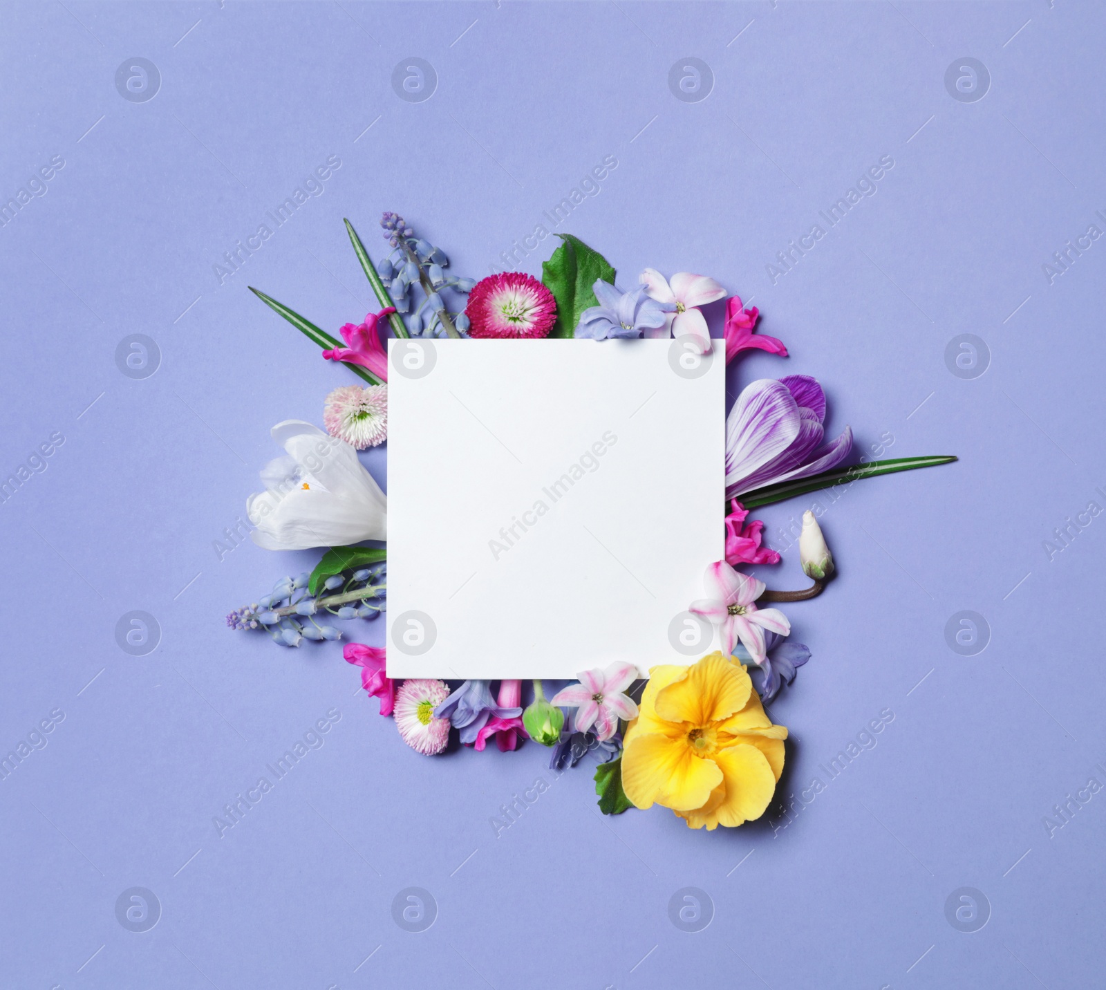 Photo of Flat lay composition with spring hyacinth flowers and blank card on color background, space for text