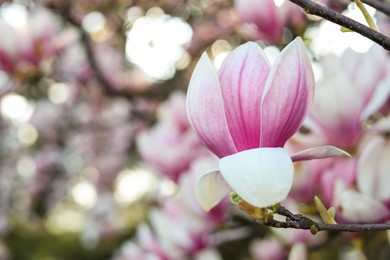 Photo of Closeup view of magnolia tree with beautiful flower outdoors, space for text. Awesome spring blossom