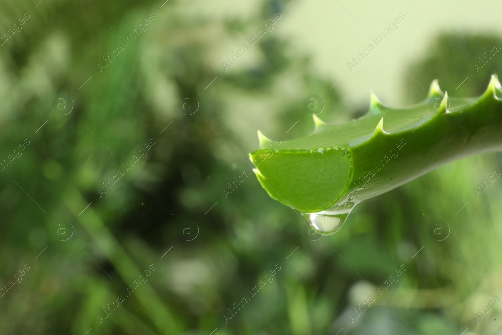 Photo of Leaf of aloe plant with water drop outdoors, closeup. Space for text