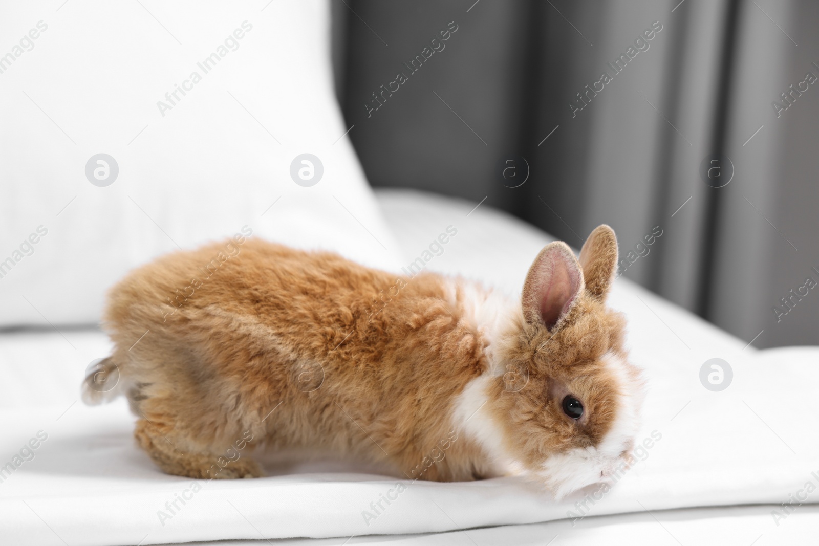 Photo of Cute fluffy pet rabbit on comfortable bed indoors