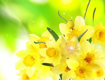 Beautiful blooming yellow daffodils outdoors on sunny day