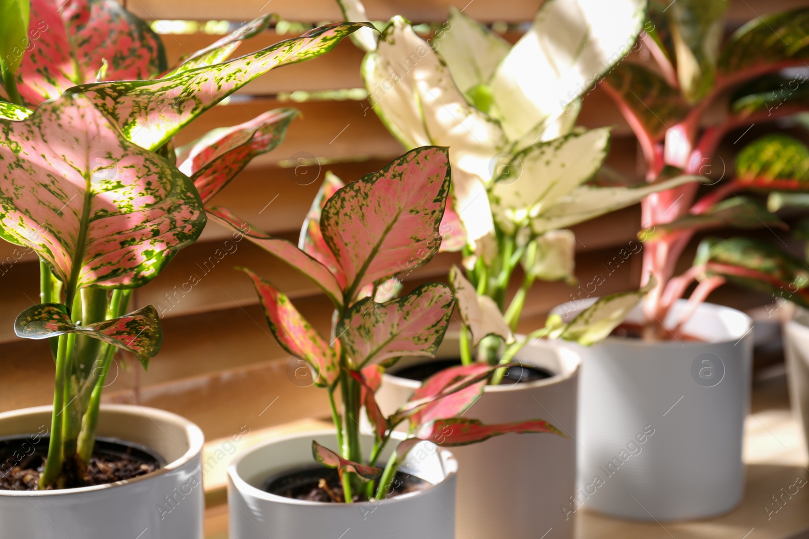 Photo of Beautiful houseplants on wooden window sill indoors, closeup