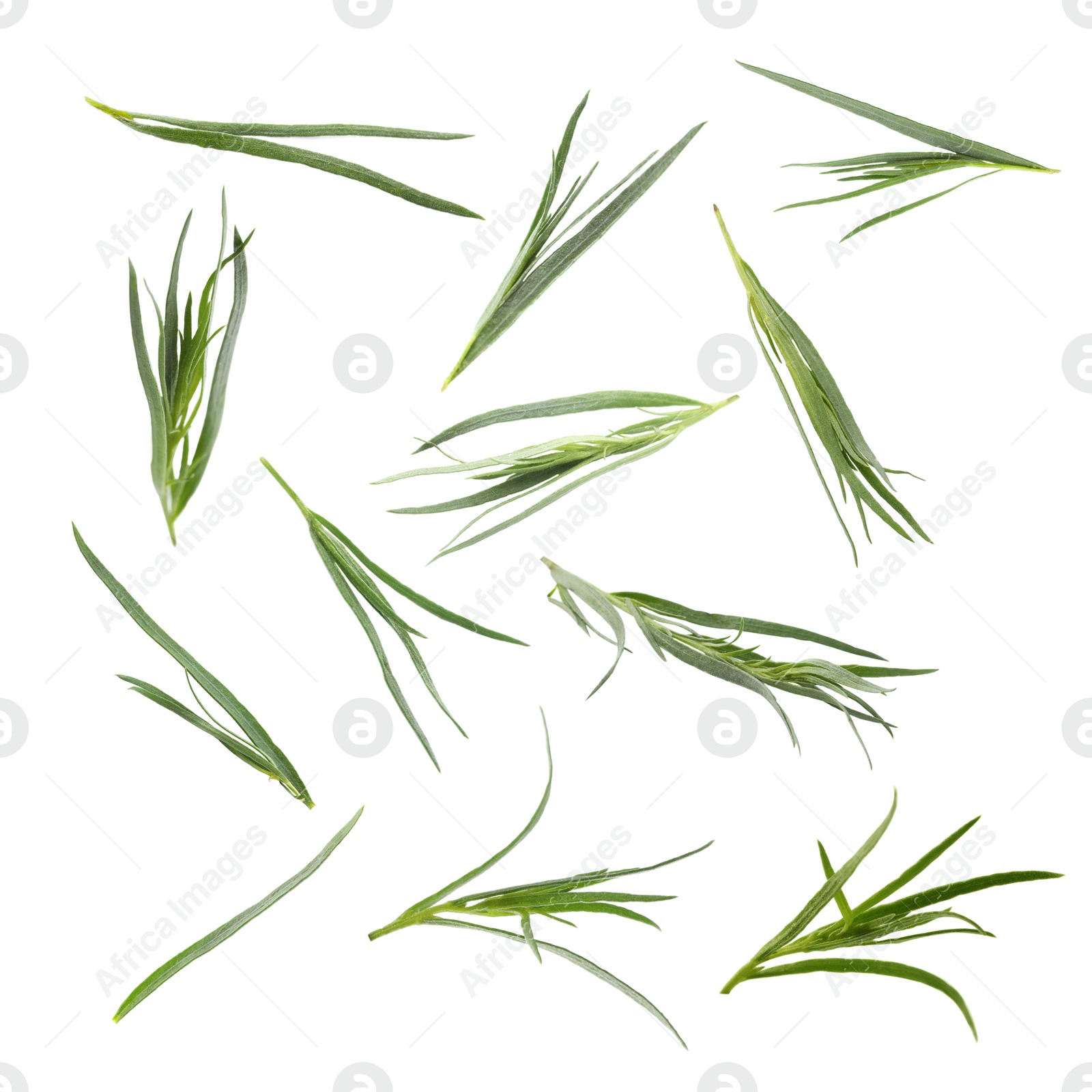 Image of Set with green tarragon isolated on white