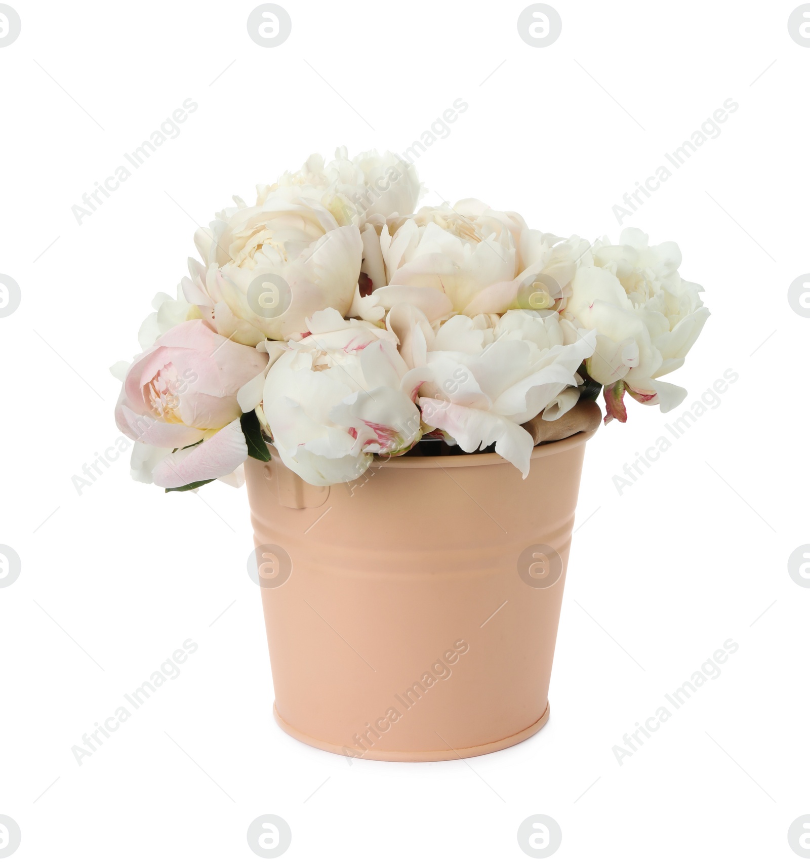 Photo of Beautiful peonies in bucket isolated on white