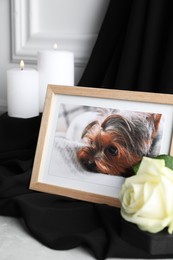 Photo of Frame with picture of dog, burning candles and rose flower on black cloth, closeup. Pet funeral