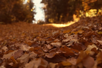 Photo of Ground covered with fallen leaves on autumn day