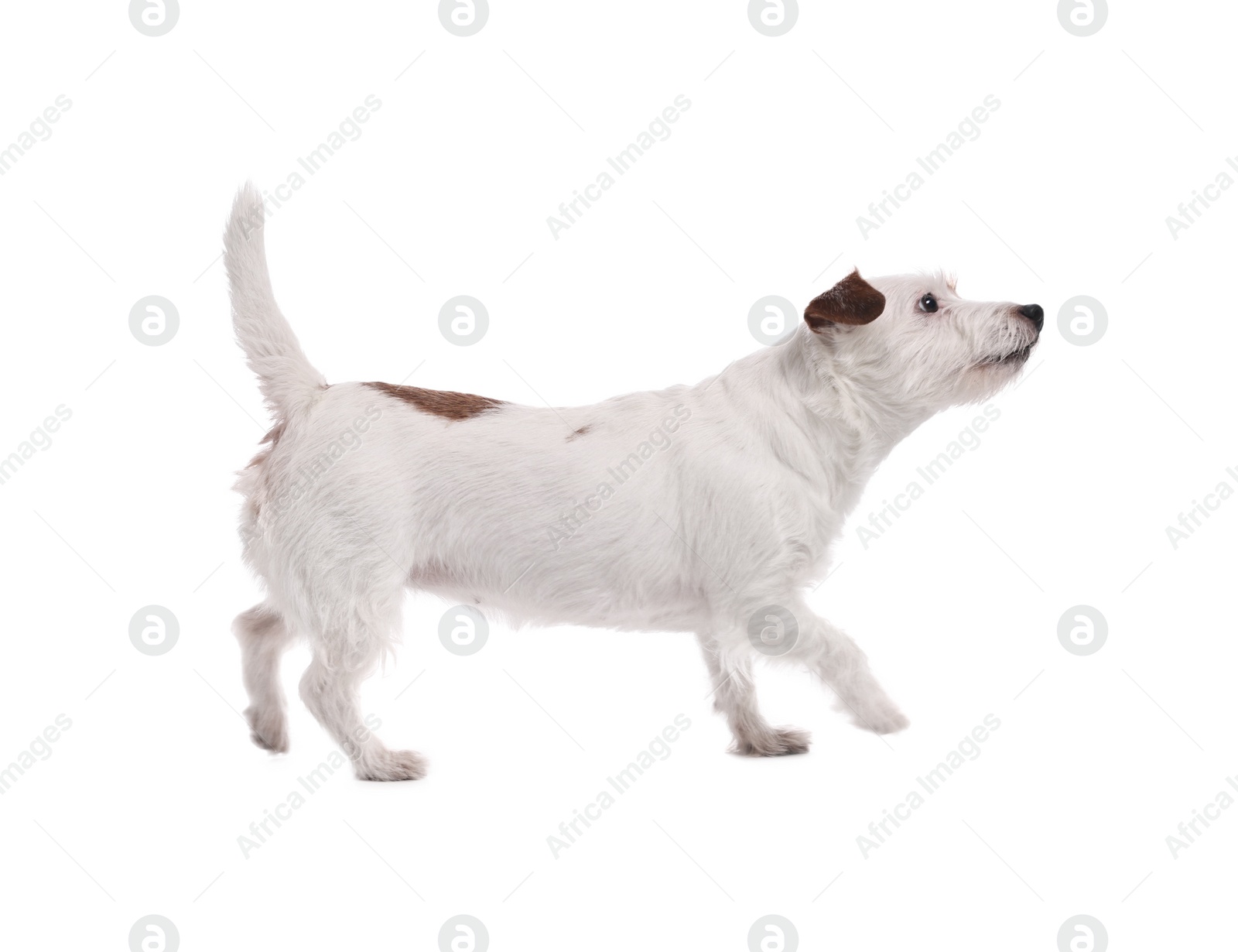 Photo of Cute dog walking on white background. Adorable pet