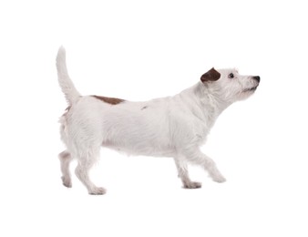 Cute dog walking on white background. Adorable pet