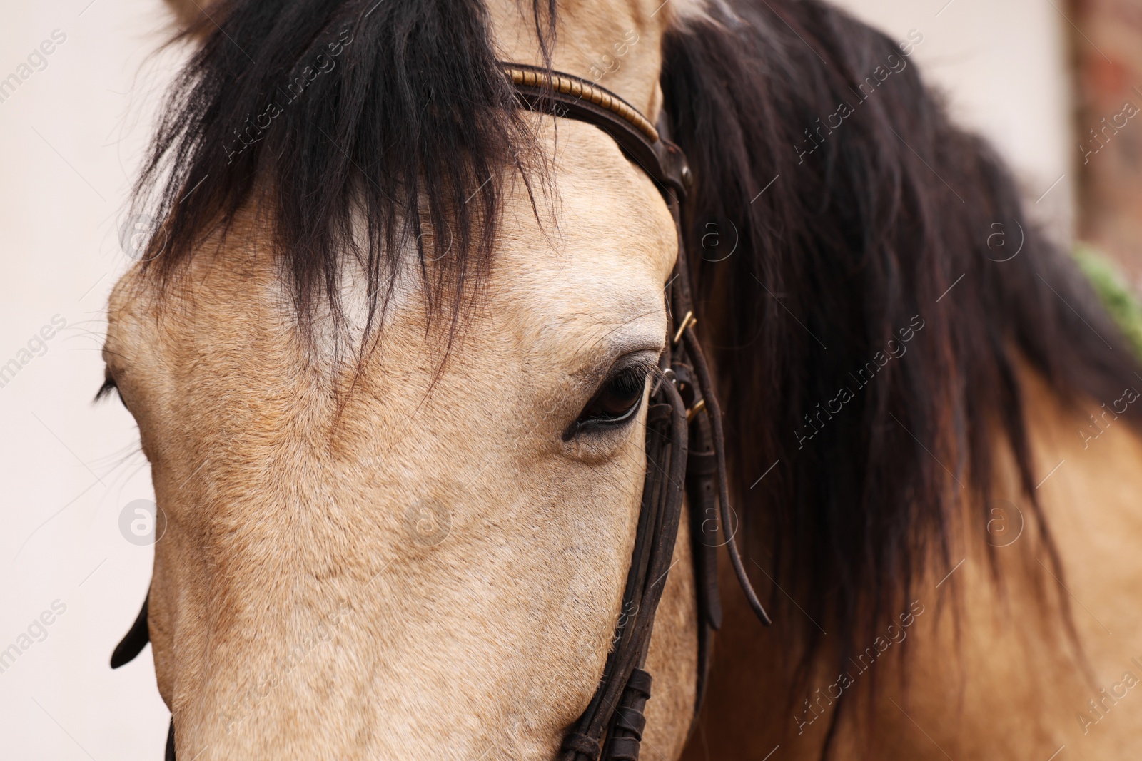 Photo of Adorable horse with bridles outdoors, closeup. Lovely domesticated pet