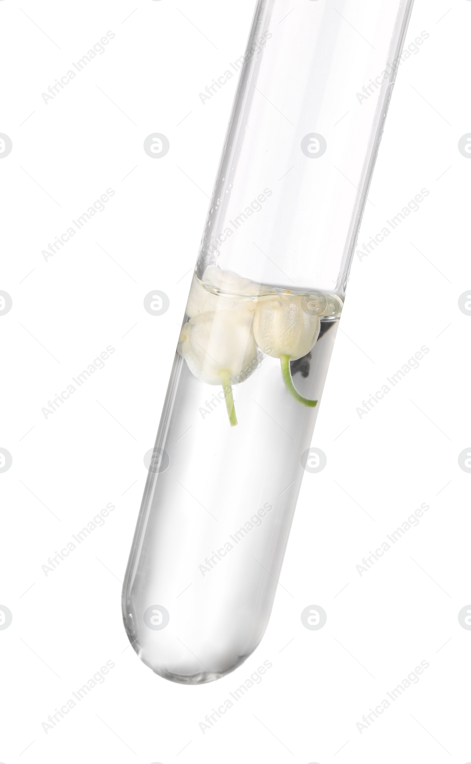Photo of Test tube with lily of the valley flowers on white background. Essential oil extraction