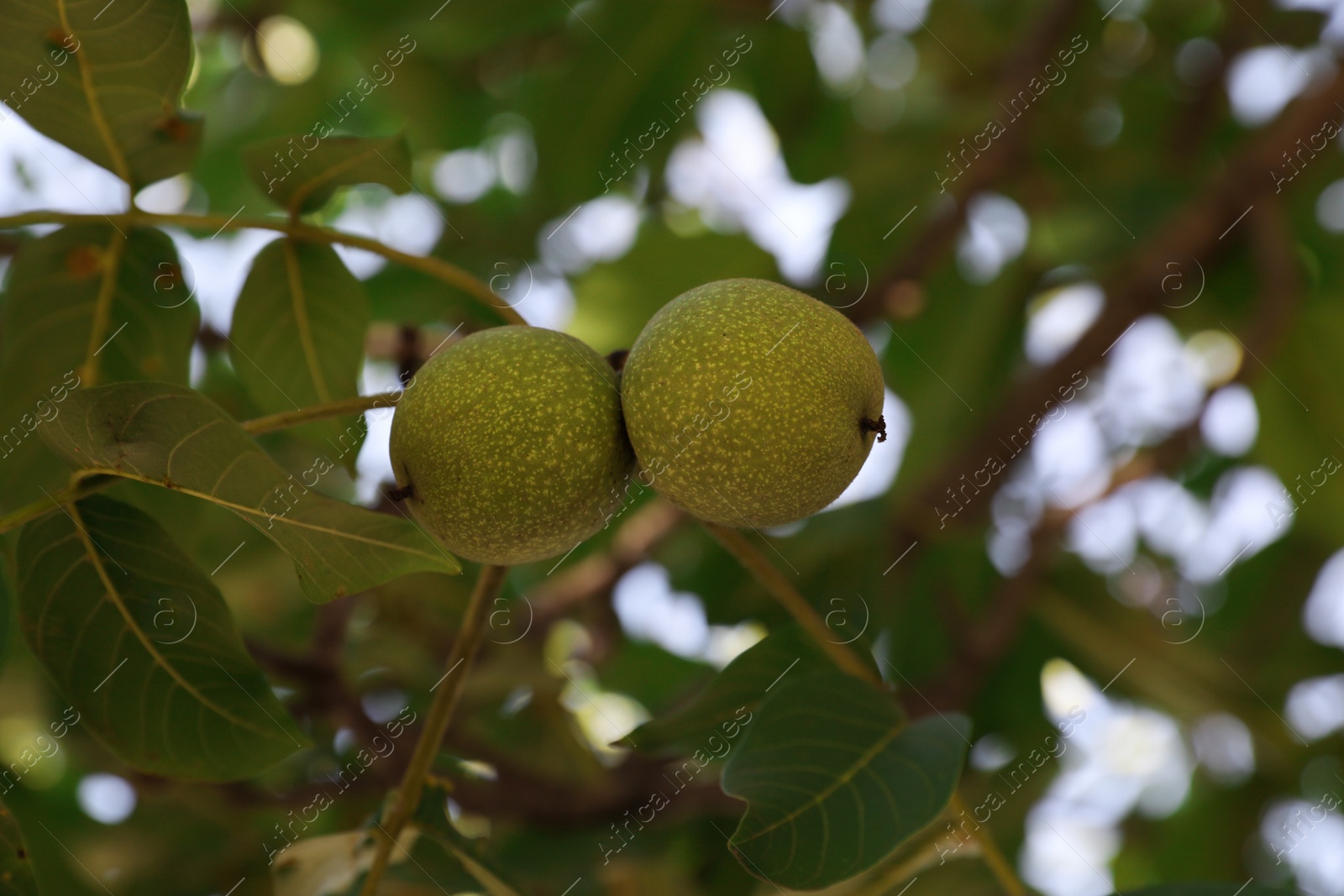 Photo of Green unripe walnuts growing on tree outdoors