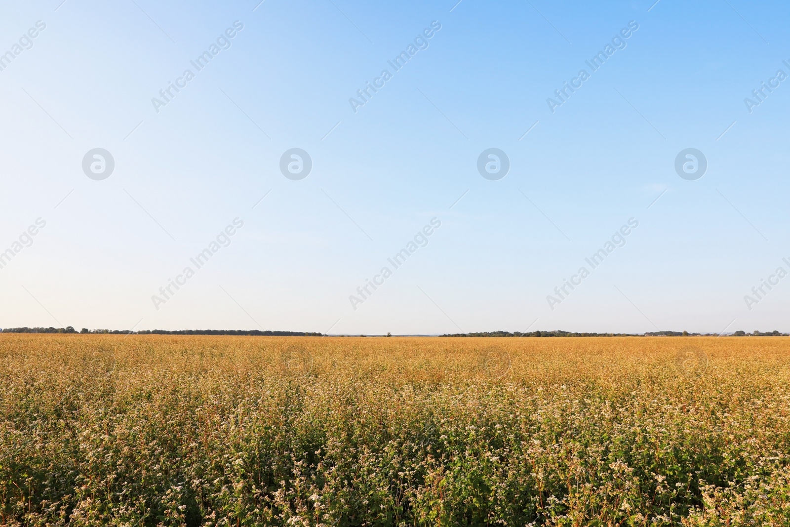 Photo of Beautiful view of buckwheat field under blue sky