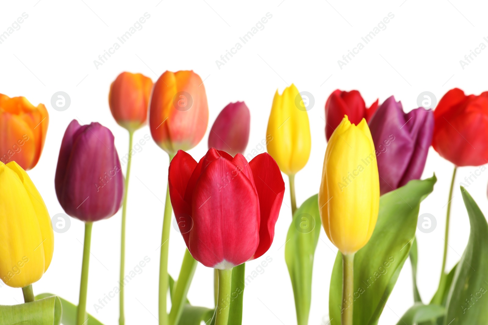 Photo of Beautiful bright tulips on white background. Spring flowers