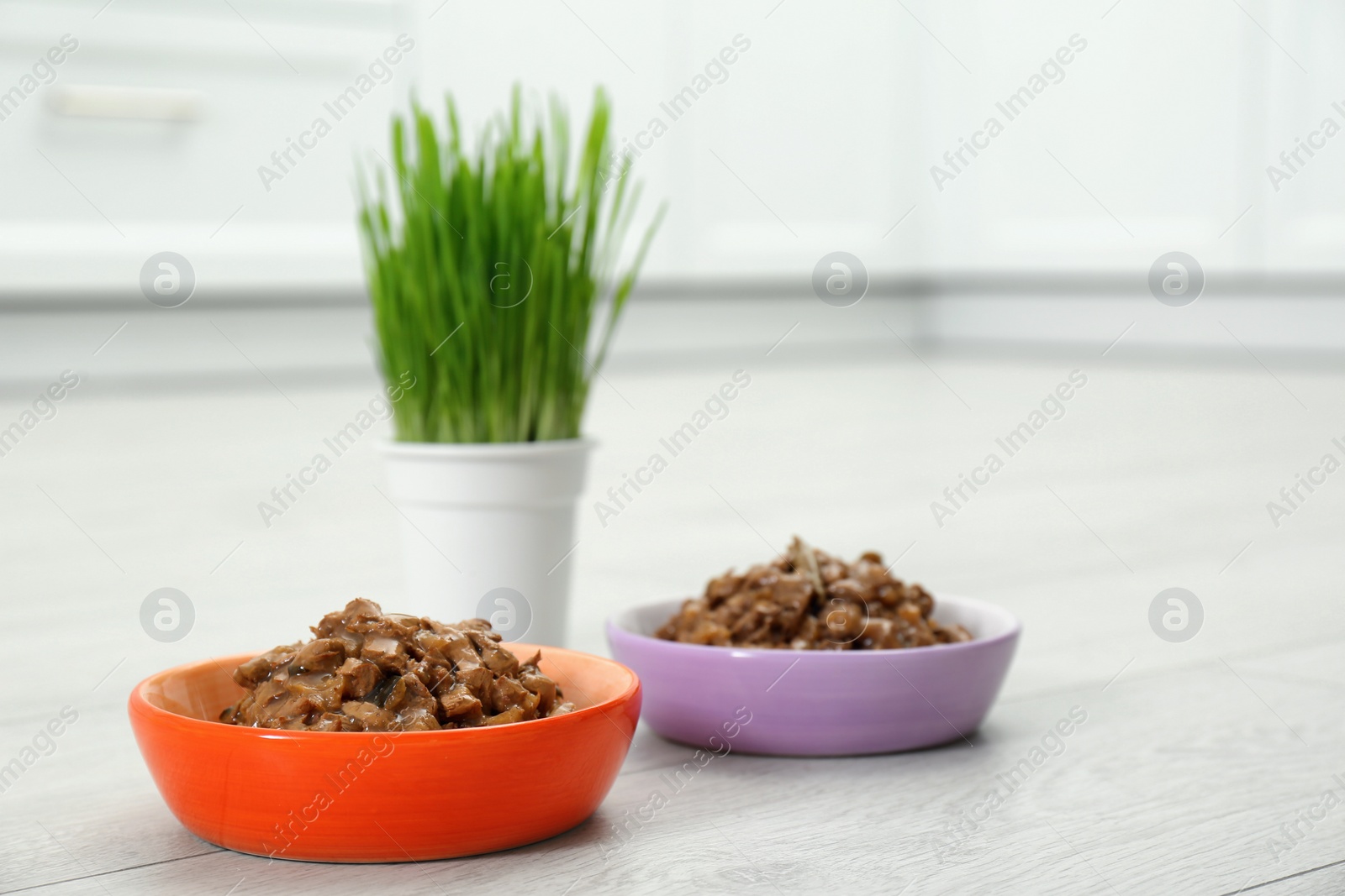 Photo of Wet pet food and green grass on floor indoors, space for text
