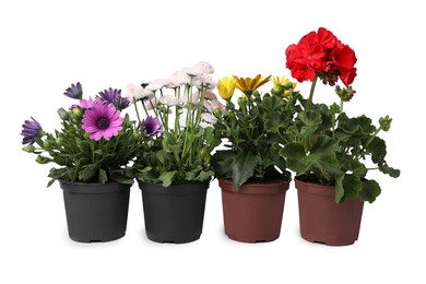 Photo of Different beautiful potted flowers isolated on white