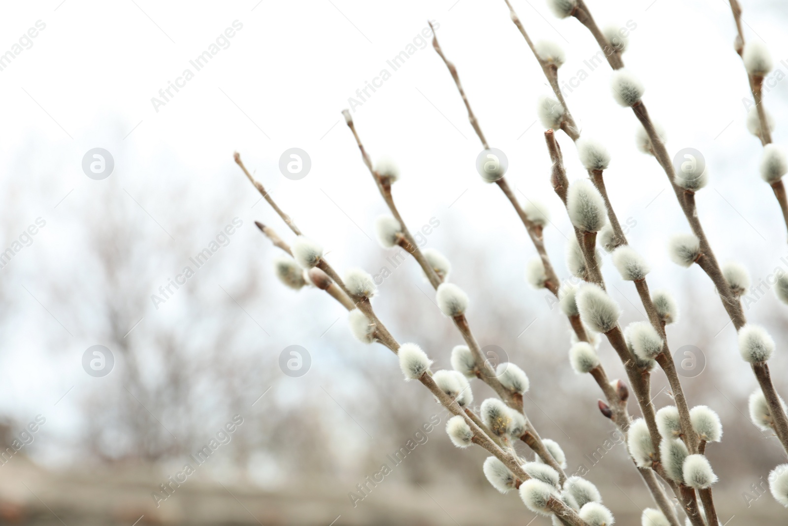 Photo of Beautiful fluffy catkins on willow tree outdoors, closeup. Space for text