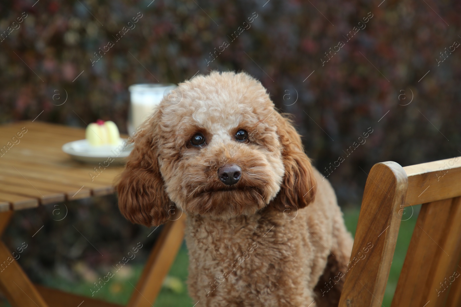 Photo of Cute fluffy dog resting at outdoor cafe