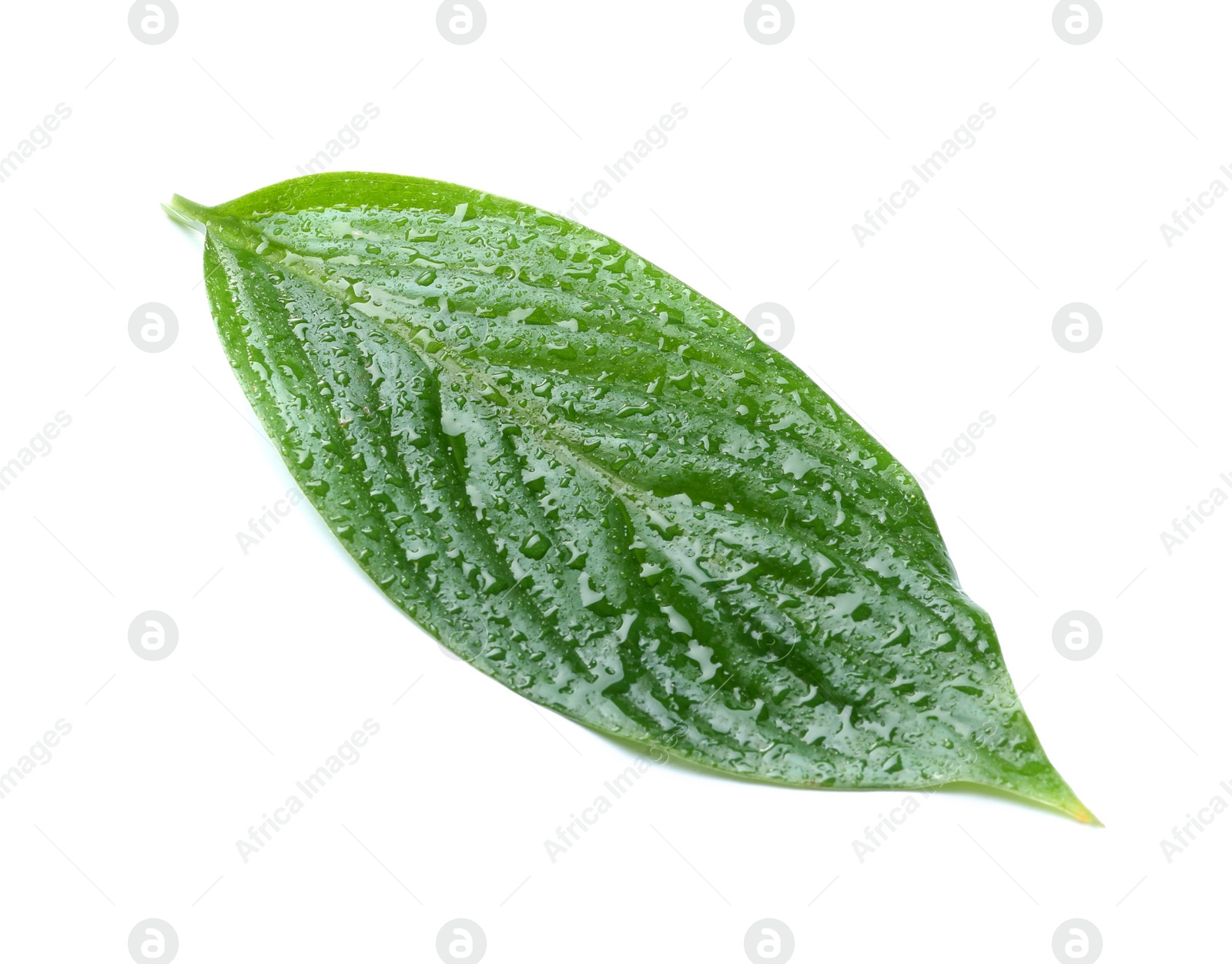 Photo of Green leaf with water drops on white background