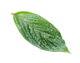 Photo of Green leaf with water drops on white background