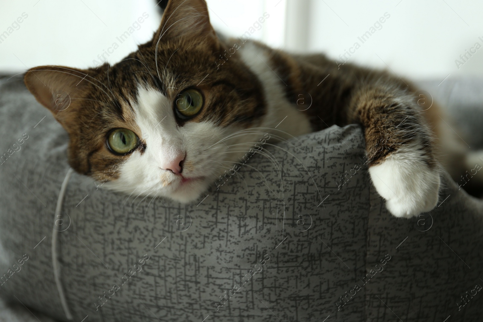 Photo of Cute cat lying on pet bed at home, closeup