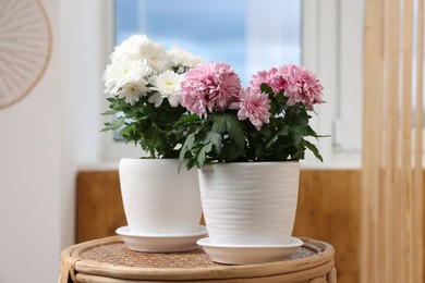 Photo of Beautiful chrysanthemum plants in flower pots on wooden table indoors